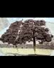 鲜京采双层奥巧三国芝士蛋糕360g 动物奶油冰淇淋零食糕点节日约会分享 实拍图