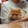 皇家猫粮 英短成猫粮 BS34 通用粮 12月以上 10KG【宠物金选】 实拍图