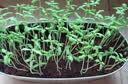 IAM City Farmer草莓DIY趣味种植盆栽可食用种子阳台种植工位种菜桌面绿植10098 实拍图