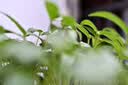 尼康（Nikon）Z MC 50mm f/2.8 全画幅微单镜头 微距镜头 植物/人像 实拍图