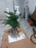 文竹盆栽绿植花卉盆景植物室内客厅水培文松云竹文竹大苗四季常青 文竹【1颗】原盆原土球发货 高度15-25cm 实拍图