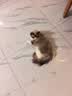 卫加全价猫粮10斤装 成猫猫咪主粮通用型5kg 实拍图