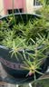 星宸花草博士营养土养花通用型种花种菜育苗专用土种植花土泥炭有机轻质土10L 实拍图