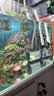 森森（SUNSUN）鱼缸加热棒自动恒温水族箱防爆加热器鱼缸水族用品 高硼硅玻璃50W(18cm长) 实拍图