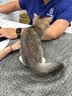 狮王(lion)WhiteWhite小苏打葡萄柚牙膏美白护龈120g去口臭 实拍图