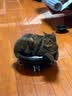 城市理享云朵轻轻无香低敏纯木薯猫砂2.5kg*4 强除臭0香精0甲醛瞬间结团 实拍图