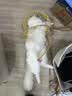维克（Virbac）牙膏猫咪狗狗牙膏口腔清洁清新口气牙结石宠物洁牙可食用复合酶小绿管70g（鸡肉味） 实拍图