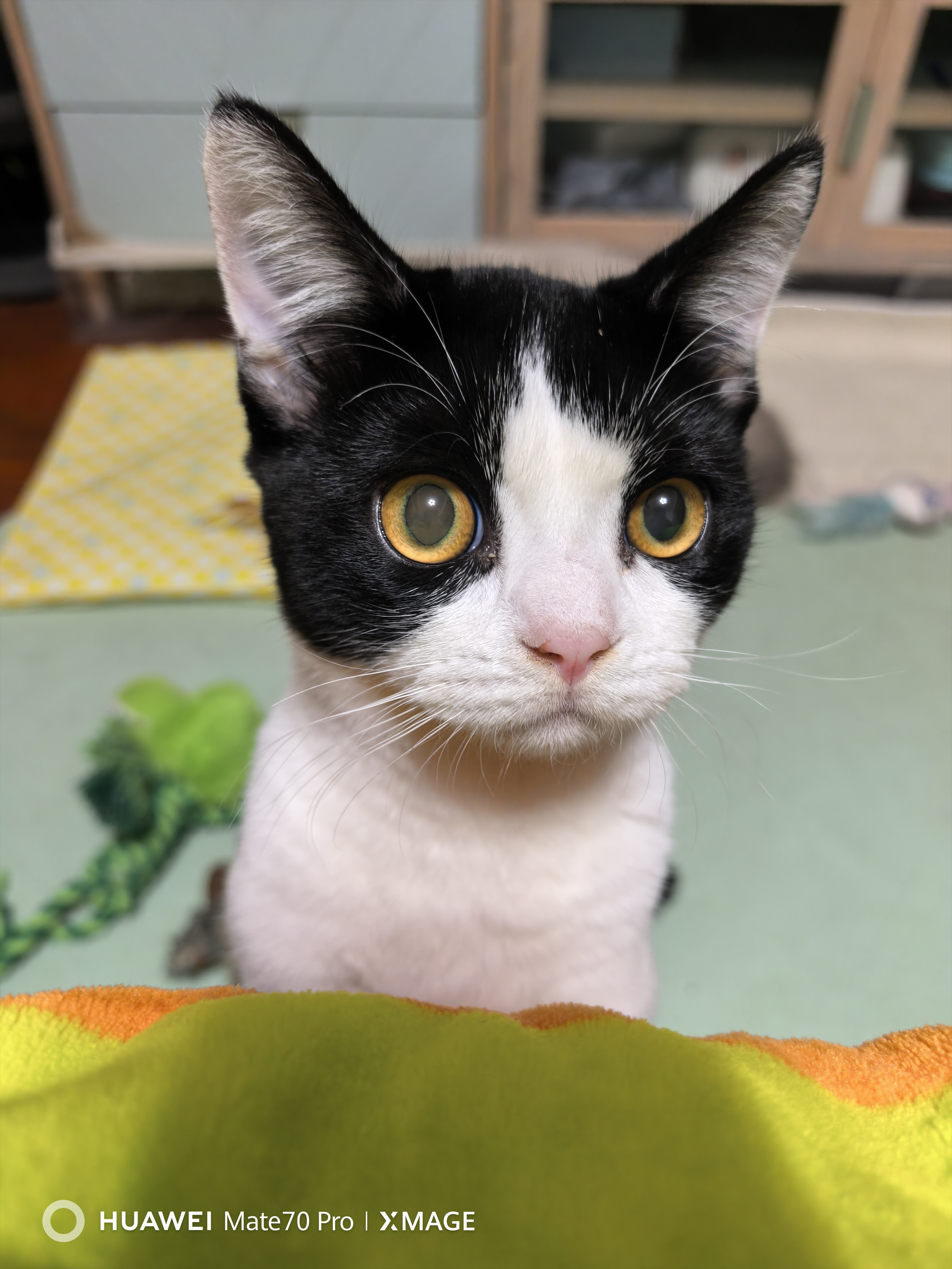 皇家猫粮 幼猫猫粮 幼猫奶糕 K36 通用粮 4-12月 2KG【宠物金选】 实拍图