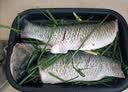 【供港基地】鲜活 草鱼0.8-1kg/条 实拍图