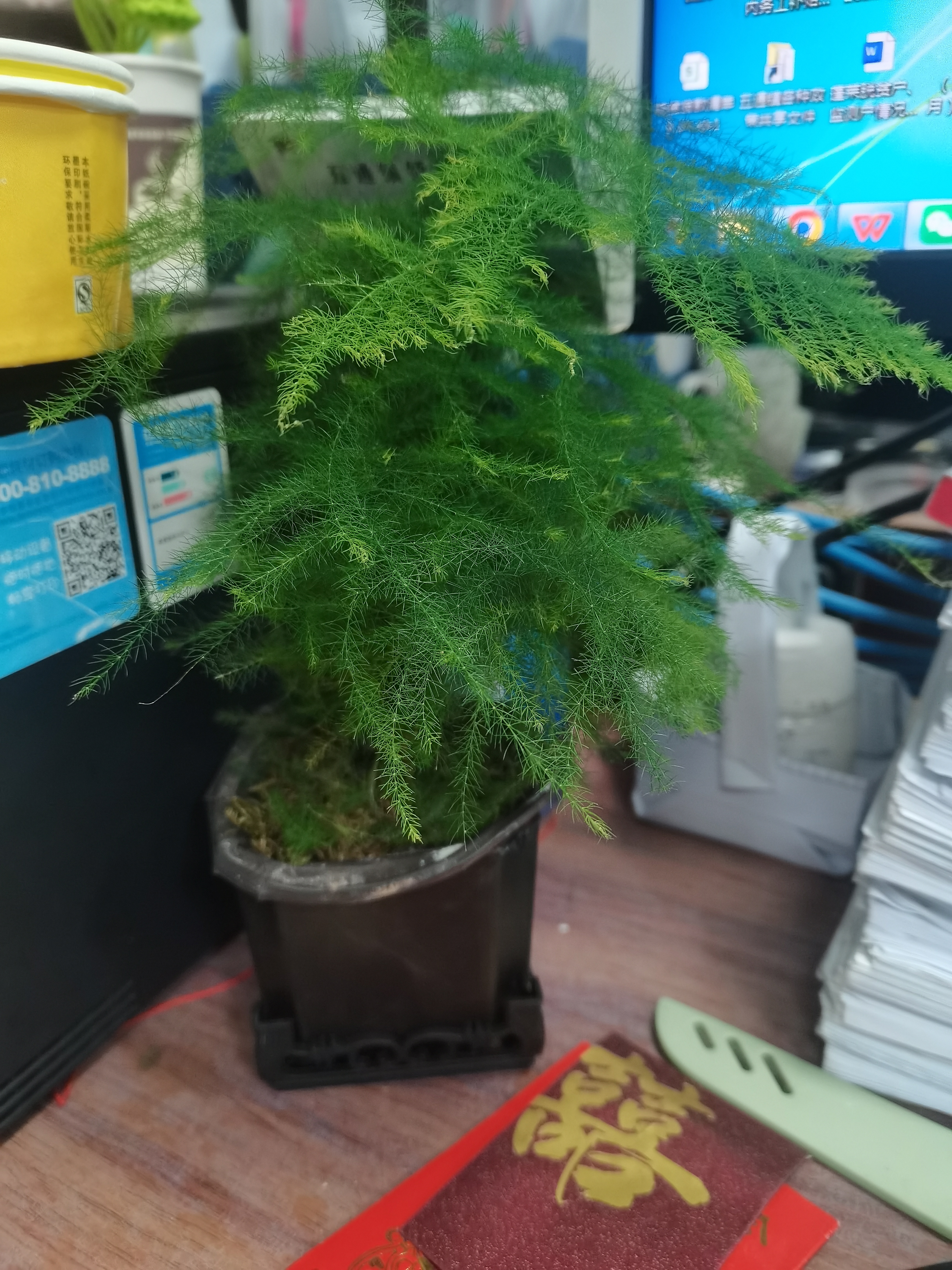 绿萝文竹九里香小叶赤楠禅意盆栽办公室桌面植物小盆景绿植花卉苗 文竹+舍得盆+方底托+青苔 实拍图