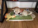 耐吉斯鲜肉Pro夹心狗粮冻干生骨肉1.5kg成犬鸭肉梨泪痕管理3斤 实拍图