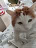 素力高（SolidGold）猫粮金素鸡 成猫幼猫进口高蛋白3磅/1.36kg【试吃装】 实拍图