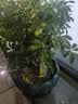史丹利（STANLEY）植物促生剂营养液通用型花肥养花肥料再生浓缩花卉绿植专用108ml 实拍图