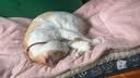 LEGENDSANDY蓝氏全价猫粮成猫幼猫生骨肉冻干粮 猎鸟乳鸽500g 实拍图