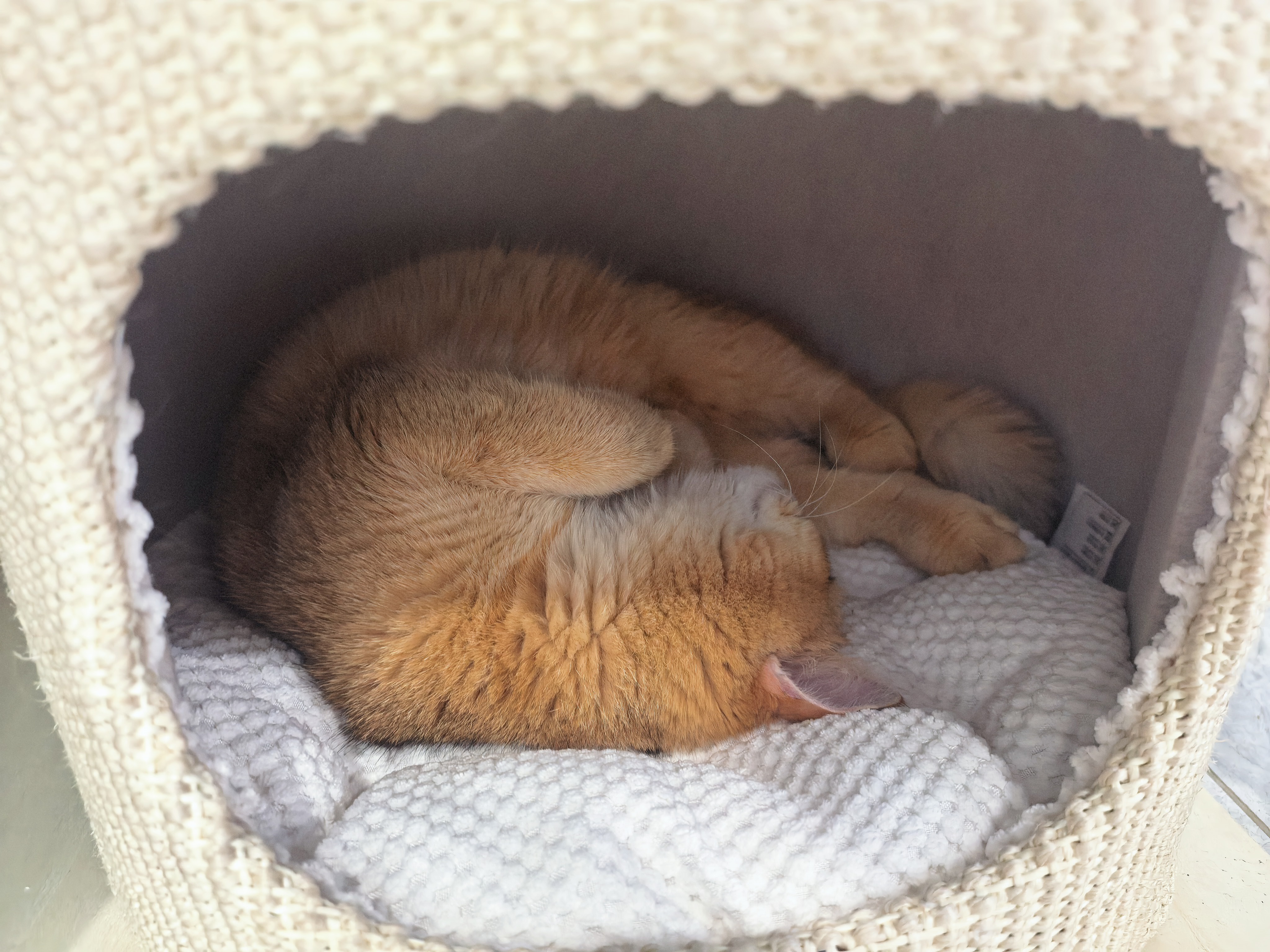 兽牌慕斯实木猫爬架不占地猫架猫窝剑麻猫抓板一体带太空舱冬季保暖 慕斯 无漆 | 四季垫 实拍图