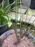 花翁红梅老桩树苗盆栽腊梅盆景花卉室内外庭院耐寒冬季绿植物源头直发 实拍图