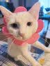 拜达尔猫咪专用驱虫药体内外一体非泼罗尼驱虫宠物幼猫外驱3支+内驱12片 实拍图
