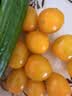 京鲜生山东黄金蜜千禧小番茄净重3斤阳光水果黄色小番茄蔬菜源头直发 实拍图