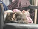 有鱼【主食猫条80条】营养湿粮增肥发腮自营成幼猫混合口味礼盒装 实拍图