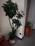 植男植女鸭脚木绿植客厅大型盆栽落地室内高级感真好养发财造型掌源头直发 实拍图