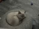 pidan混合猫砂 木薯膨润土40%:60% 2.4kg*4包整箱结团遮臭皮蛋自营猫砂 实拍图