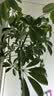 史丹利（STANLEY）植物促生剂营养液通用型花肥养花肥料再生浓缩花卉绿植专用108ml 实拍图