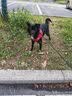 麦富迪狗粮 barf霸弗天然狗粮成犬粮冻干粮小型犬粮养胃益肠鸡肉2kg 实拍图