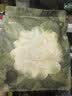 babycare爆款山茶花一次性内裤女士孕产妇XL码15条【安全灭菌】 实拍图