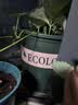 九千谷加仑花盆 高5加仑升级款 园艺绿植花盆塑料花盆30*30cm 2个装5945 实拍图