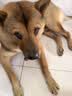 麦富迪狗粮 无谷牛肉双拼狗粮成犬 小型犬中大型犬通用15kg/30斤 实拍图