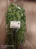 【火锅季】带根香菜100g 实拍图