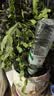 花沃里滴水器10只装（不含瓶) 自动浇花器渗水器滴灌懒人养花浇水神器 实拍图