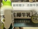 清蓝生椰牛乳300ml*8瓶鲜榨椰汁营养早餐奶动植物蛋白秋冬饮品饮料 实拍图