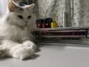 希宝宠物猫粮猫湿粮进口猫罐头吞拿鱼及翡翠明虾海鲜汤罐系列85g 实拍图