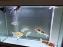 森森（SUNSUN）大型鱼缸底过滤水族箱客厅家用落地玻璃生态金鱼缸 【实时温显+灯控】珍珠白 1米长35cm宽 实拍图