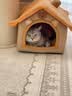 网易严选全价猫粮4.0 主粮成幼猫驼羊奶易消化促吸收 鸡肉羊奶味1.5kg*4袋 实拍图