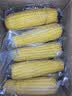 京鲜生 东北黄玉米260g*10棒 真空包装黏玉米棒粘玉米 源头直发 实拍图