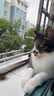 凯锐思天然猫粮成猫粮鱼肉海洋鱼全价猫粮成猫4斤 实拍图