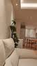 叹为观止大型植物发财树各种大颗盆栽开业乔迁客厅办公室内好养大型花卉 造型鸭脚木【1.5-1.7米】 含盆 实拍图
