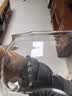 小熊（Bear）全玻璃养生壶 纯玻璃多功能恒温烧水壶煮水壶 1L办公室轻音炖煮茶壶 2026新款 YSH-J10P6 实拍图