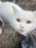 佐氏·味优猫罐头主食罐猫零食猫湿粮猫咪零食慕斯罐头猫咪罐头 85g*30罐鸡+鸽子+兔【特惠推荐】 实拍图