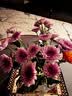 多头小雏菊60cm 5枝(颜色随机） 实拍图