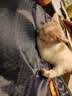 麦富迪猫粮 超肉粒冻干双拼奶糕离乳猫粮呵护免疫 冻干蛋奶2kg 实拍图