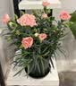 带花苞发货 · 康乃馨盆栽 · 阳台室内花卉盆栽办公室鲜花绿植 粉色康乃馨【超多花苞】 实拍图