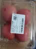 西红柿约550g 实拍图