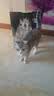 亿迪猫粮冻干幼猫成猫10斤全价英短蓝猫布偶老年猫国产通用全阶段5kg 实拍图