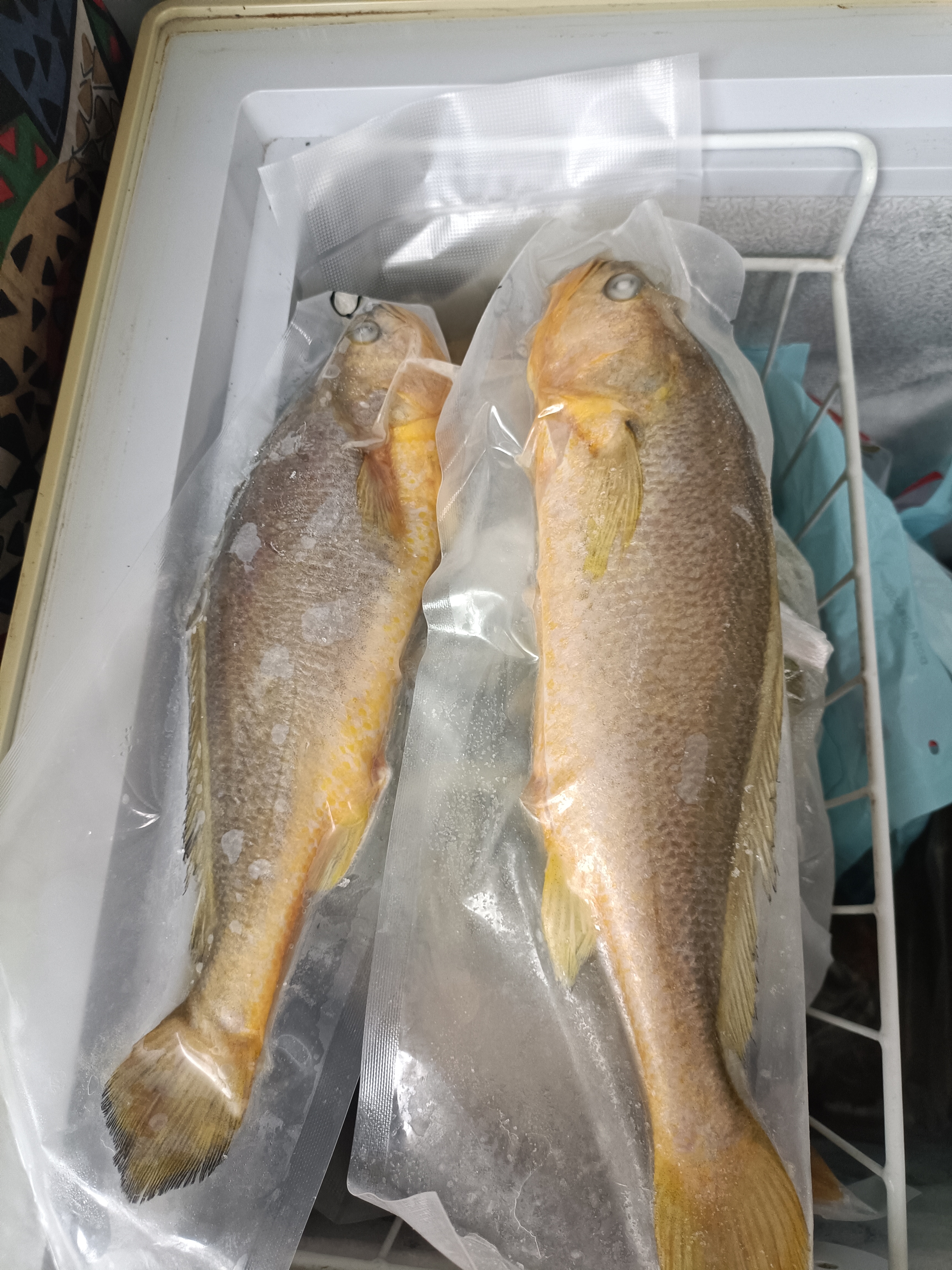 鲜京采 冷冻三去黄花鱼(宁德大黄鱼)1700g(5条装)节庆礼盒 京东自有品牌 实拍图