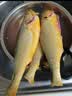 三都港 冷冻三去黄花鱼700g/2条装 新鲜大黄鱼生鲜鱼类 深海鱼 海鲜水产 实拍图