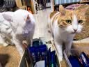 LEGENDSANDY蓝氏磷虾油主食猫条猫零食全价成猫营养美毛鸽肉蛋黄味16g*10支 实拍图