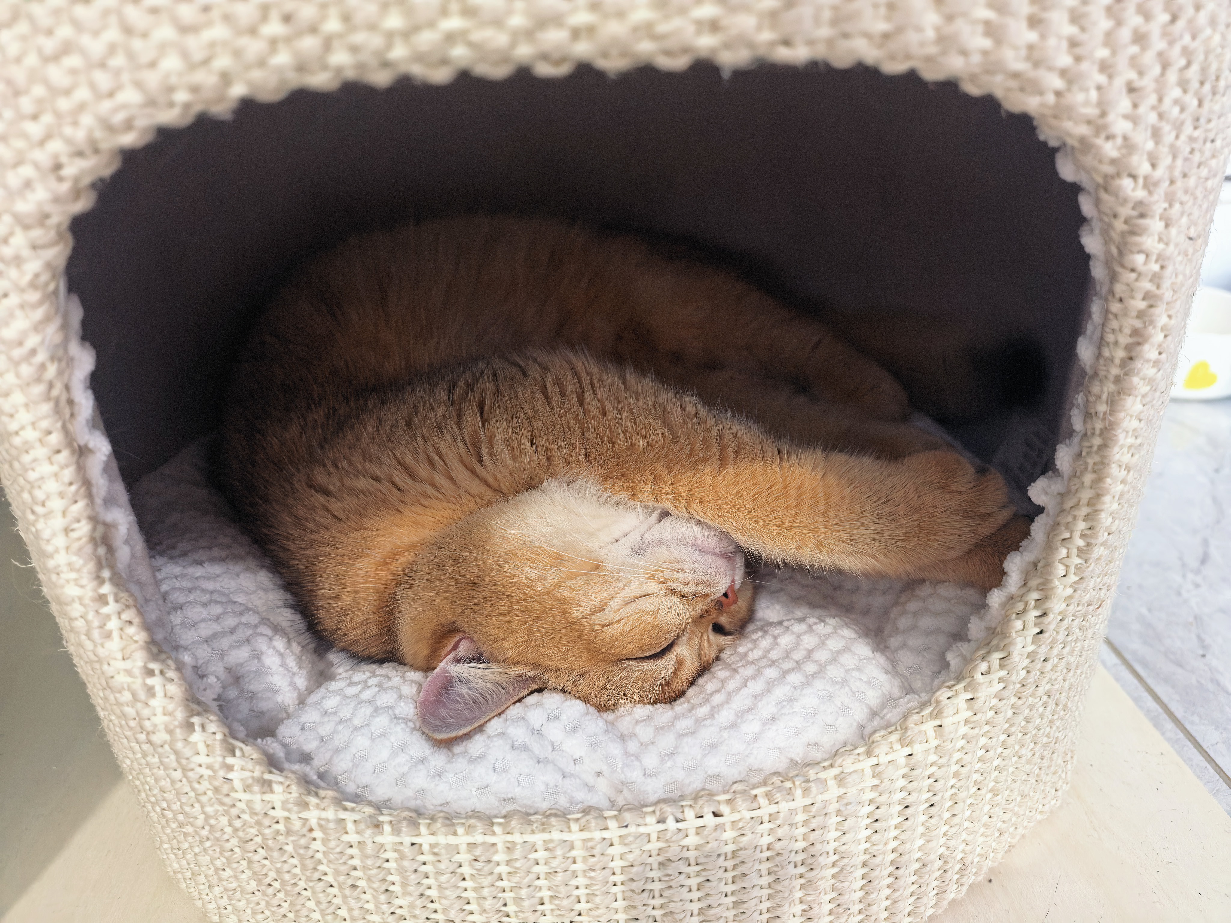 兽牌慕斯实木猫爬架不占地猫架猫窝剑麻猫抓板一体带太空舱冬季保暖 慕斯 无漆 | 四季垫 实拍图